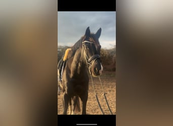 Trakehner, Hongre, 7 Ans, 174 cm, Noir