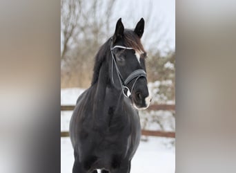 Trakehner, Hongre, 7 Ans, 174 cm, Noir