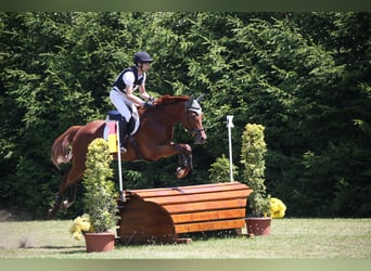 Trakehner, Hongre, 7 Ans, 175 cm, Alezan