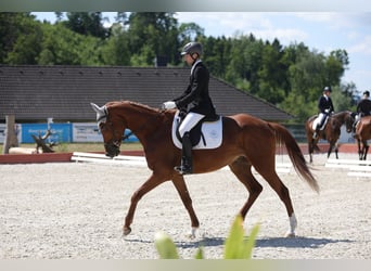 Trakehner, Hongre, 7 Ans, 175 cm, Alezan
