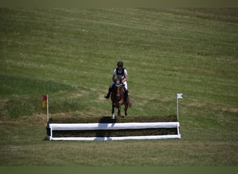 Trakehner, Hongre, 7 Ans, 175 cm, Alezan