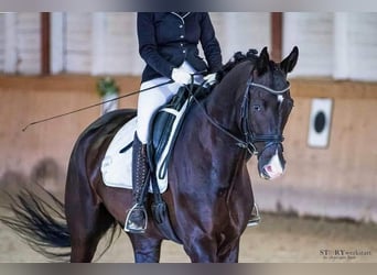 Trakehner, Hongre, 7 Ans, 177 cm, Noir