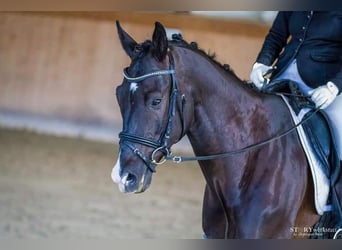 Trakehner, Hongre, 7 Ans, 177 cm, Noir