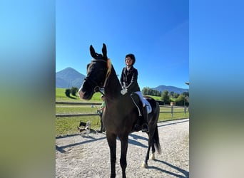 Trakehner, Hongre, 7 Ans, 177 cm, Noir