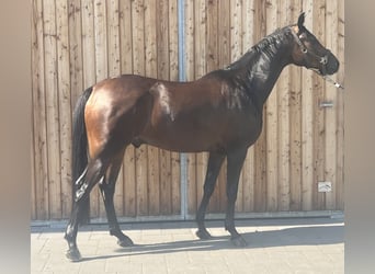 Trakehner, Hongre, 8 Ans, 165 cm, Bai brun