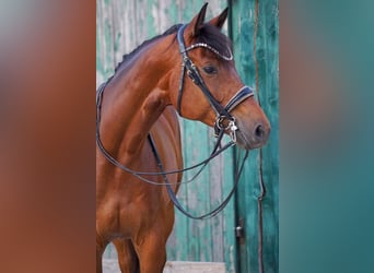 Trakehner, Hongre, 8 Ans, 172 cm, Bai