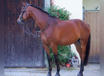 Trakehner, Hongre, 8 Ans, 172 cm, Bai