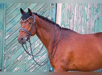 Trakehner, Hongre, 8 Ans, 172 cm, Bai