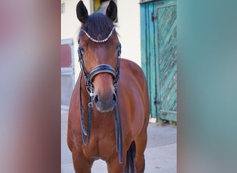 Trakehner, Hongre, 8 Ans, 172 cm, Bai