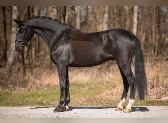 Trakehner, Hongre, 8 Ans, 175 cm, Bai brun foncé