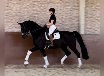 Trakehner, Hongre, 8 Ans, 175 cm, Bai brun foncé