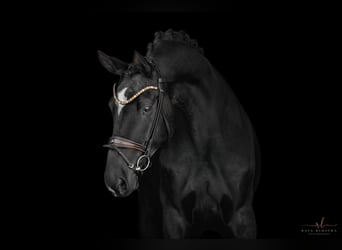 Trakehner, Hongre, 8 Ans, 175 cm, Bai brun foncé