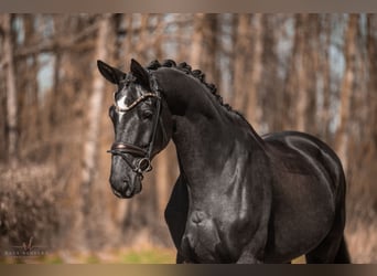Trakehner, Hongre, 8 Ans, 175 cm, Bai brun foncé