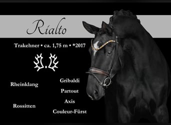 Trakehner, Hongre, 8 Ans, 175 cm, Bai brun foncé
