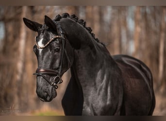 Trakehner, Hongre, 8 Ans, 175 cm, Bai brun foncé