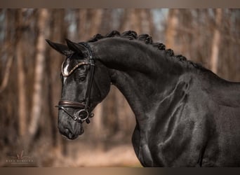 Trakehner, Hongre, 8 Ans, 175 cm, Bai brun foncé