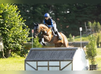 Trakehner, Hongre, 9 Ans, 163 cm, Alezan brûlé