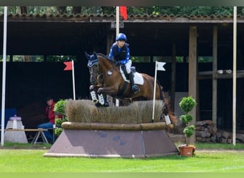 Trakehner, Hongre, 9 Ans, 163 cm, Alezan brûlé