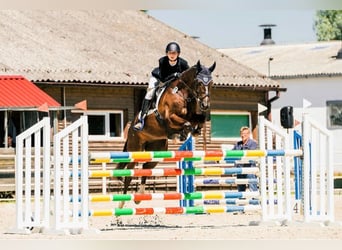 Trakehner, Hongre, 9 Ans, 163 cm, Alezan brûlé