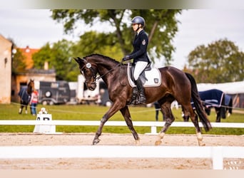 Trakehner, Hongre, 9 Ans, 163 cm, Alezan brûlé