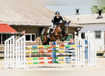 Trakehner, Hongre, 9 Ans, 163 cm, Alezan brûlé