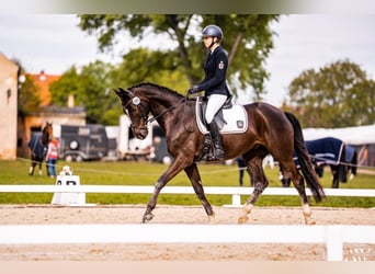 Trakehner, Hongre, 9 Ans, 163 cm, Alezan brûlé