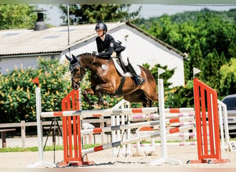 Trakehner, Hongre, 9 Ans, 163 cm, Alezan brûlé