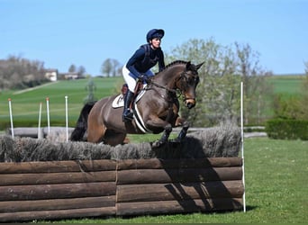 Trakehner, Hongre, 9 Ans, 164 cm, Bai