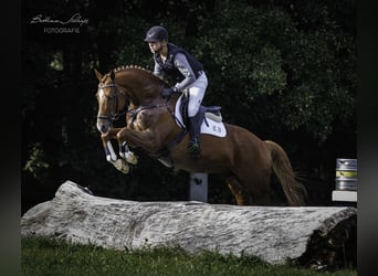 Trakehner, Hongre, 9 Ans, 165 cm, Alezan