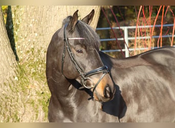 Trakehner, Hongre, 9 Ans, 165 cm, Bai brun