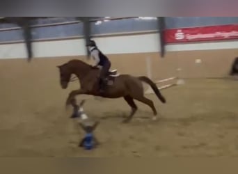 Trakehner, Hongre, 9 Ans, 167 cm, Alezan