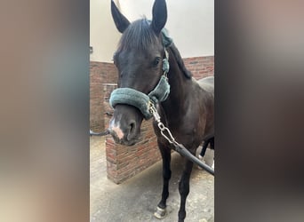 Trakehner, Hongre, 9 Ans, 167 cm, Bai brun