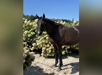 Trakehner, Hongre, 9 Ans, 167 cm, Bai brun
