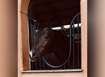 Trakehner, Hongre, 9 Ans, 167 cm, Bai brun