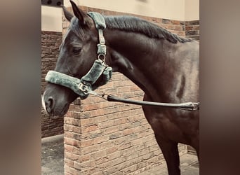 Trakehner, Hongre, 9 Ans, 167 cm, Bai brun