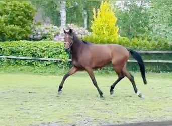 Trakehner, Hongre, 9 Ans, 168 cm, Bai