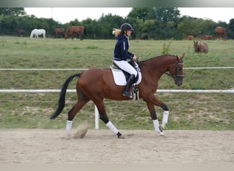 Trakehner, Hongre, 9 Ans, 169 cm, Bai