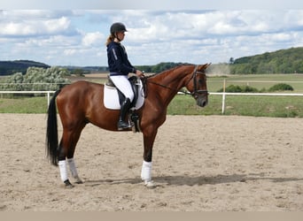 Trakehner, Hongre, 9 Ans, 169 cm, Bai