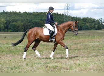 Trakehner, Hongre, 9 Ans, 169 cm, Bai