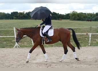 Trakehner, Hongre, 9 Ans, 169 cm, Bai