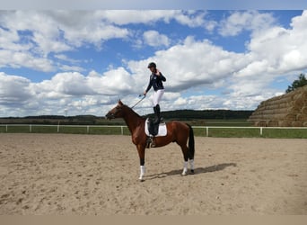 Trakehner, Hongre, 9 Ans, 169 cm, Bai
