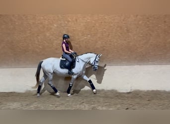 Trakehner, Jument, 10 Ans, 166 cm, Gris moucheté