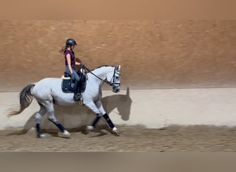 Trakehner, Jument, 10 Ans, 166 cm, Gris moucheté