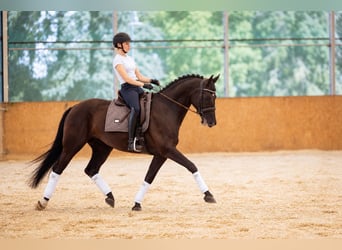 Trakehner, Jument, 10 Ans, 166 cm, Noir