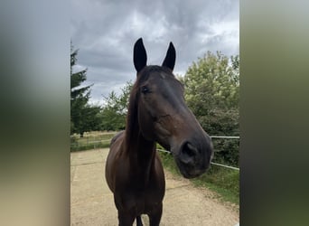 Trakehner, Jument, 10 Ans, 173 cm, Bai brun foncé