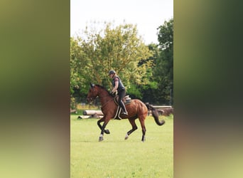 Trakehner, Jument, 10 Ans, 180 cm, Bai