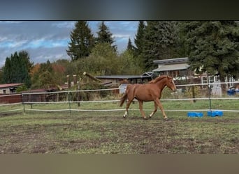 Trakehner, Jument, 11 Ans, 164 cm, Alezan