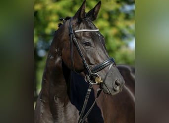 Trakehner, Jument, 11 Ans, 164 cm, Noir