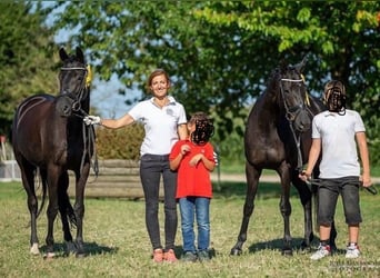 Trakehner, Jument, 11 Ans, 164 cm, Noir