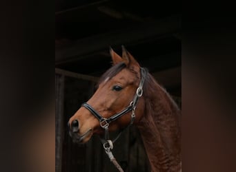 Trakehner, Jument, 12 Ans, 162 cm, Bai